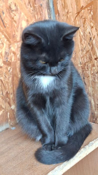 Милые котята кошечки 8 мес