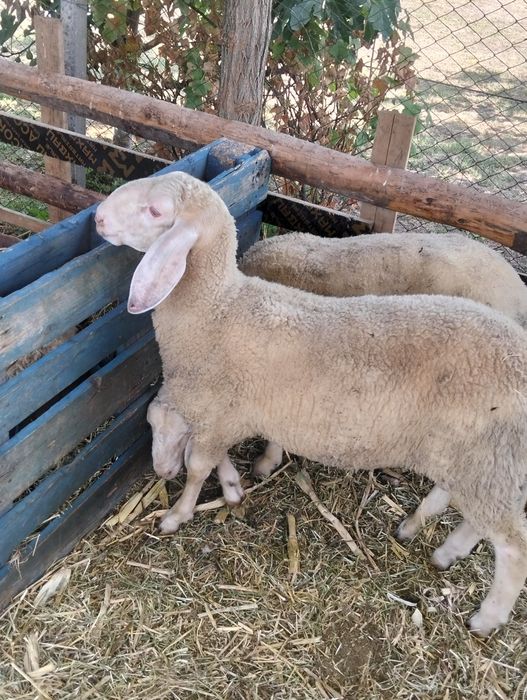 Vând mieluță și berbecuț bergamasca au peste 65 kg bucata