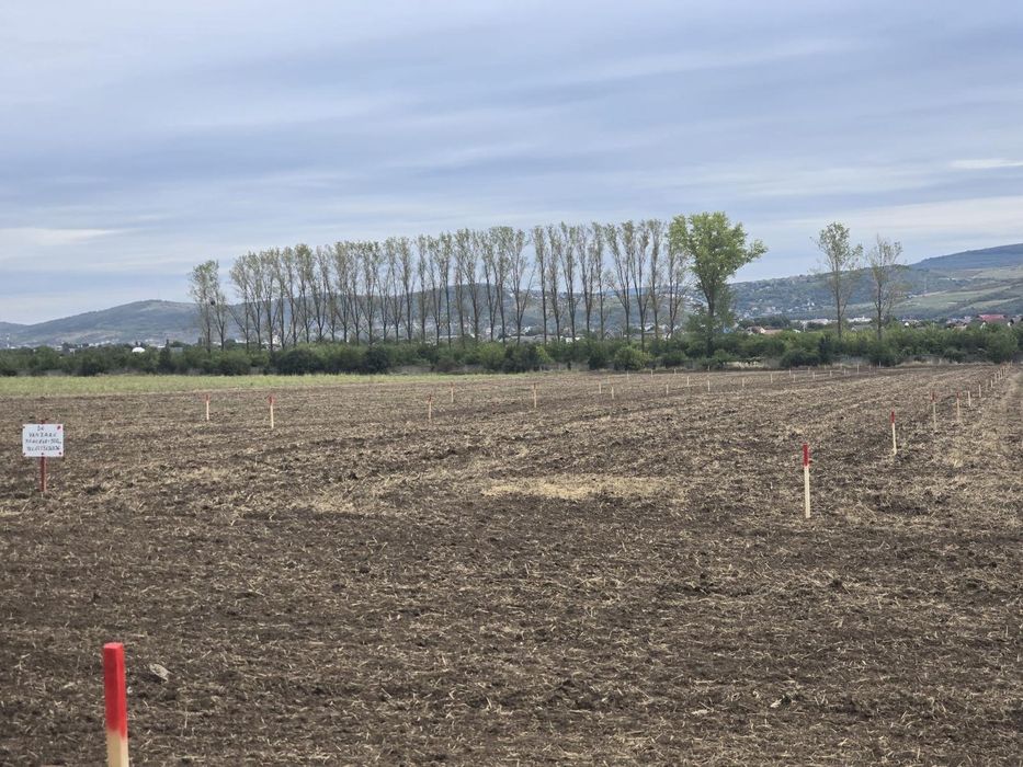 Teren Dancu cu deschidere la 2 drumuri + drum de 7 m privat