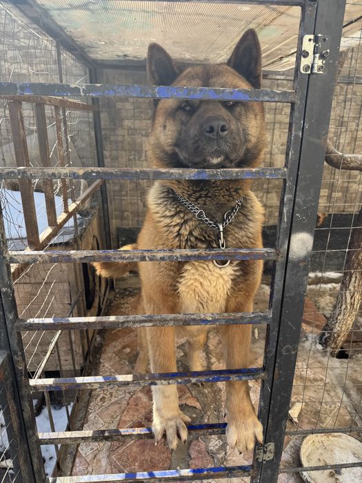 Отдам в хорошие руки