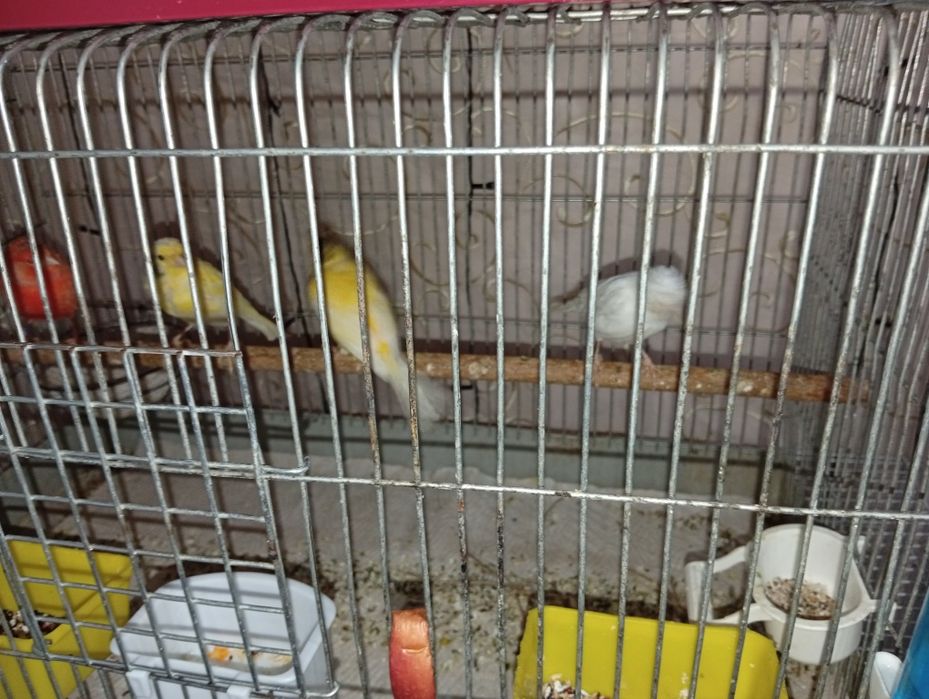 канарека сотилади