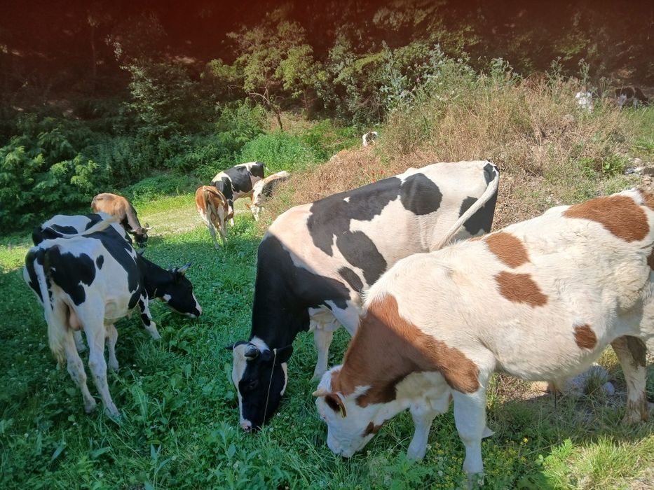 Vind 11  taurii de la 200 la  500 kg