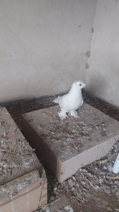 Голуб белый двухчубый самец кептер