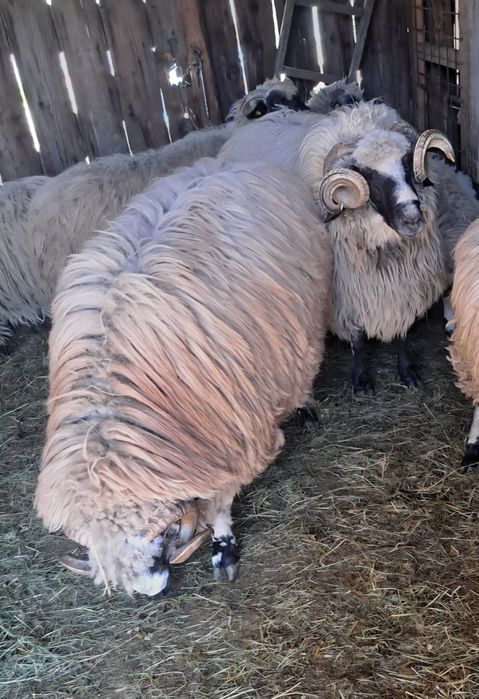 Vand berbeci brezi 2000 lei