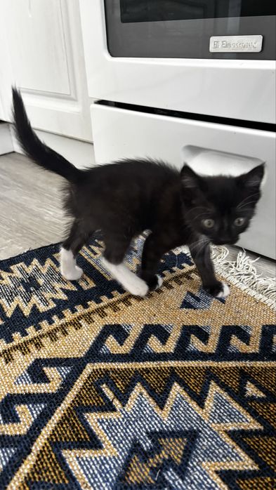 Отдаю ласкового котенка
