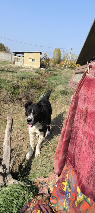 alabay 3 yosh ( алабай 3 года)