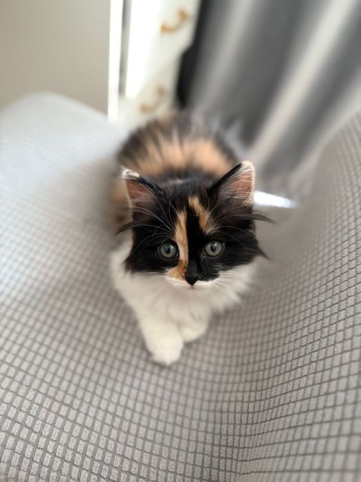 Котенок  девочка в добрые руки