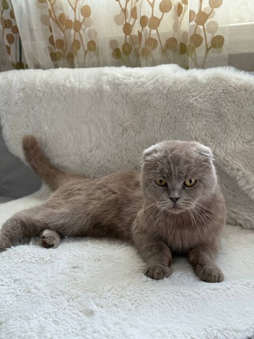 Вислоухий кот. цвет серый