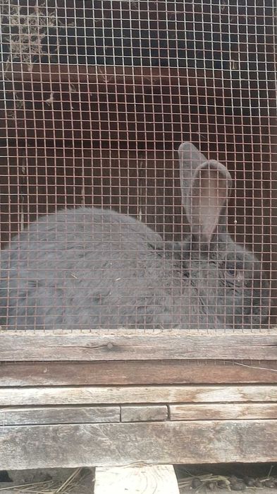 Vand Femela fluture german