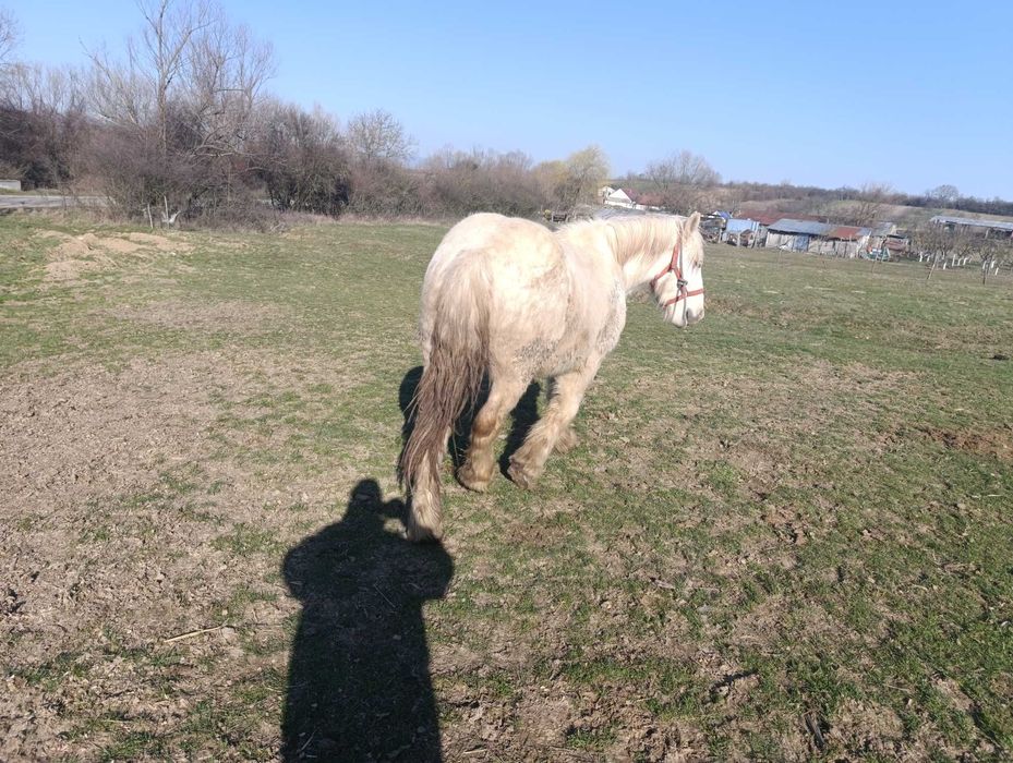 Vand manz 1 an si 8 luni