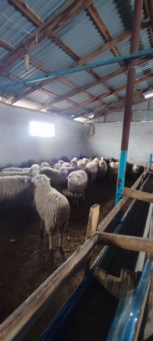 Семиз токты сатылады