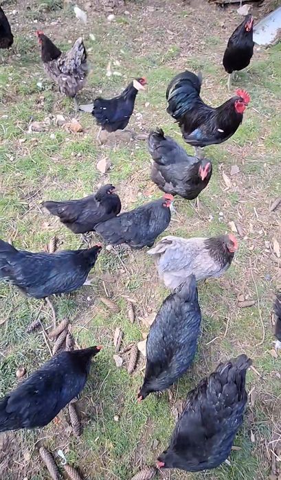Găini Australorp