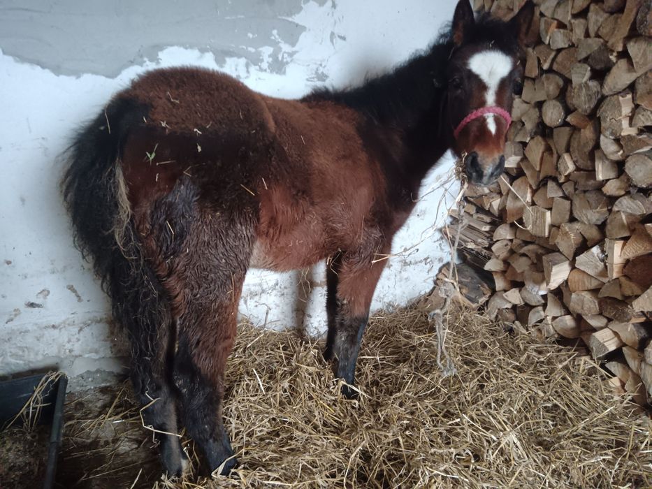 Mânza murgă 3 luni