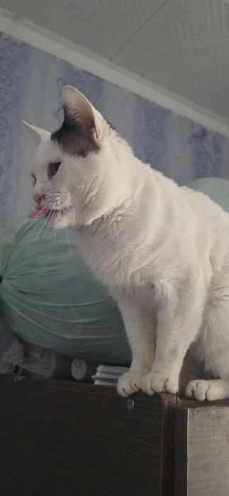 Кота в хорошие руки