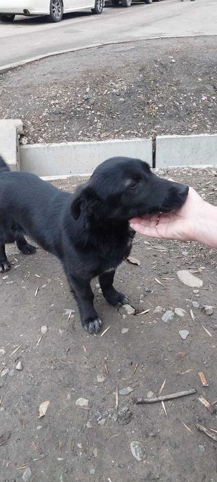 Отдам в хорошие руки щенка девочку (маленький звонок не на цепь)