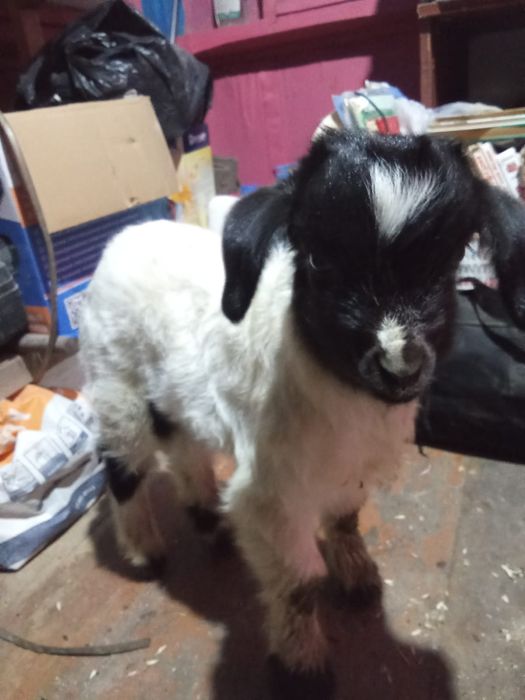 Козлёнок крупный