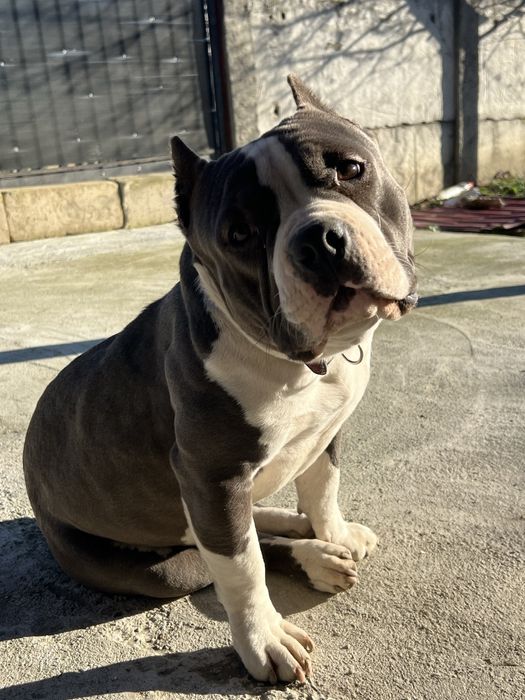 Vand catea american bully poket
