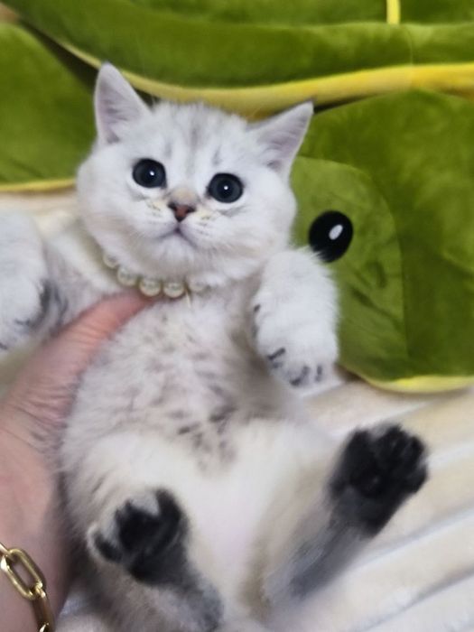 Продам котенка (девочка) скоттиш-страйт