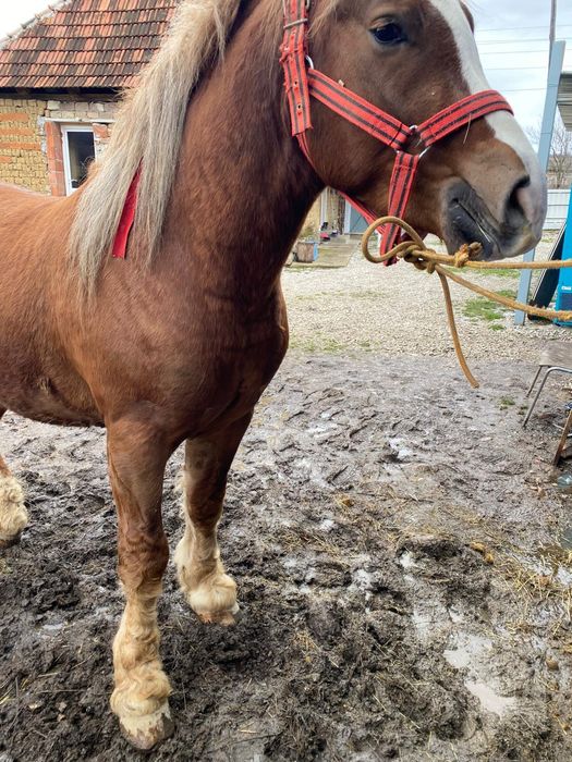 Harmasar de vinzare vistra 3 ani proba la fata locului  ,foarte cumint