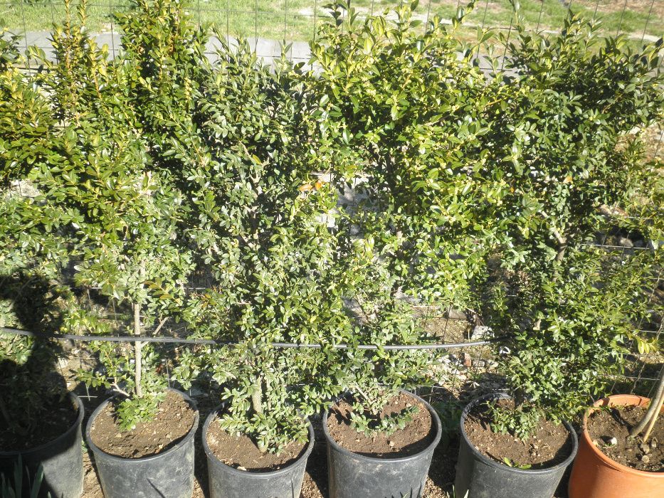 Продавам чемшири за красиви градини