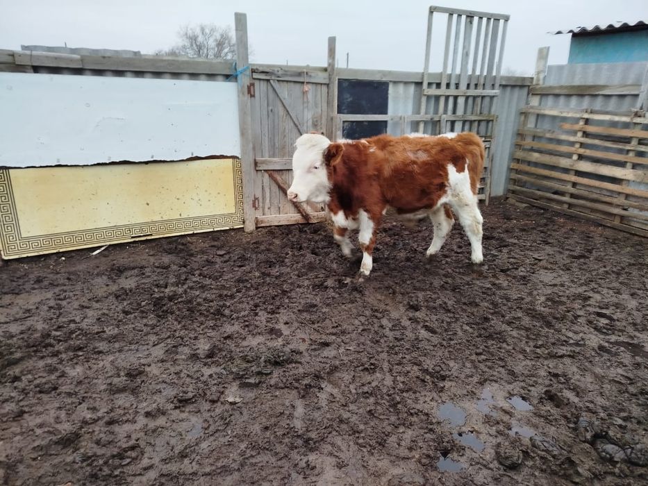 Баспак сатылады  еркек