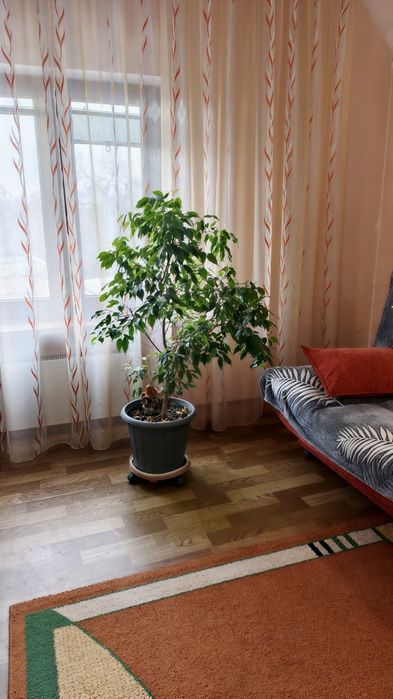 Фикус Бенджамина