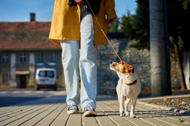 Выгул собак Кызылорда