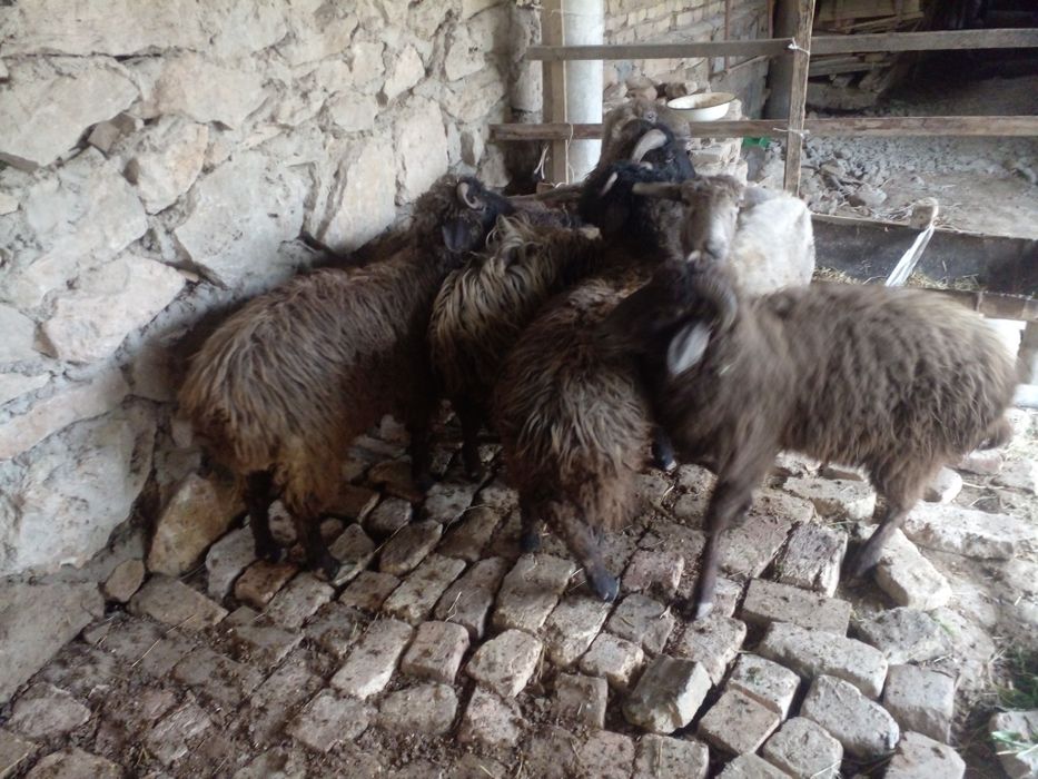 Кочкорлар сотилади