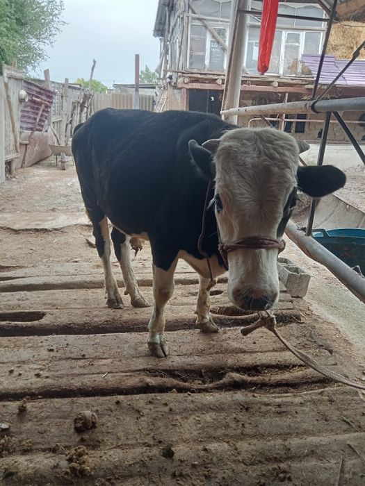 Бұқа жасынан асқан