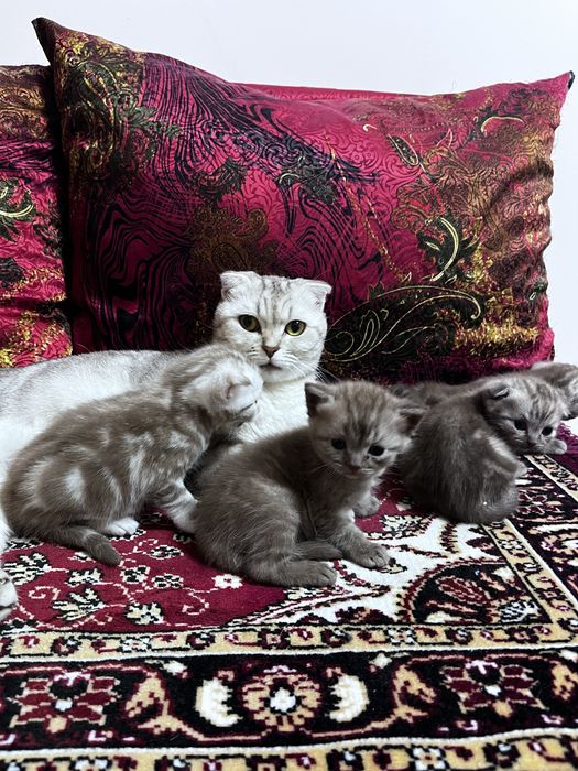 Шотландские котята вислоухие