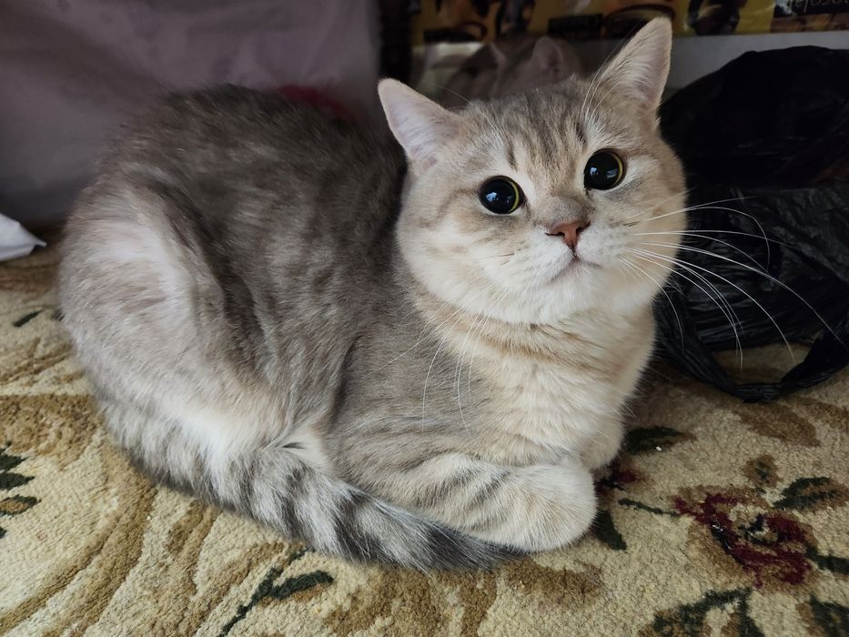 Serebristi shinshilla ogil