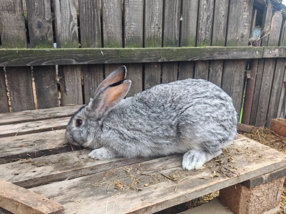 Iepuri metis uriaș german