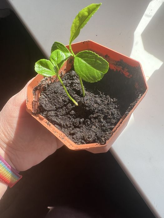 Продам отросток мандарина