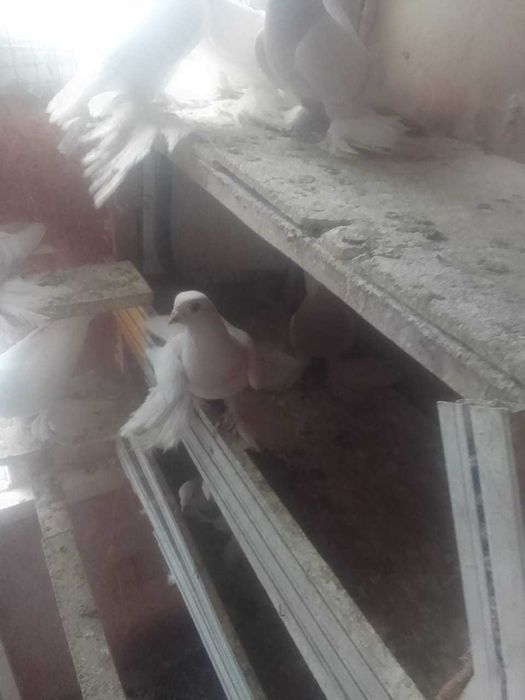 Продадим голубей