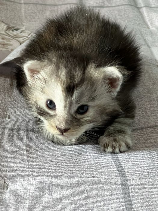 Мейн кун котята Maine coon