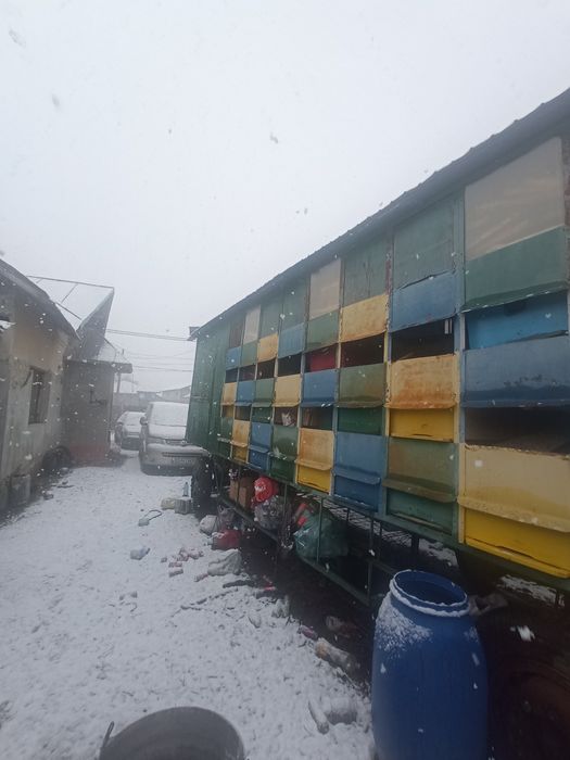 Familia albine, miere,apicole