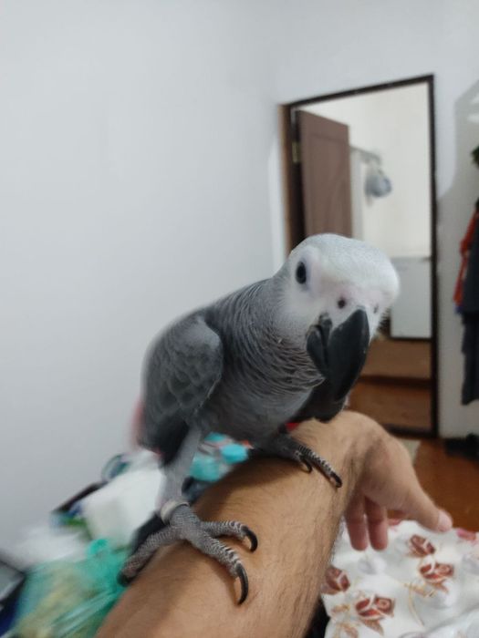 Птица. Жако. Ручной