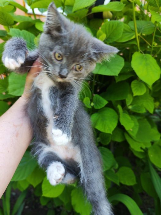 Отдам котят в добрые руки