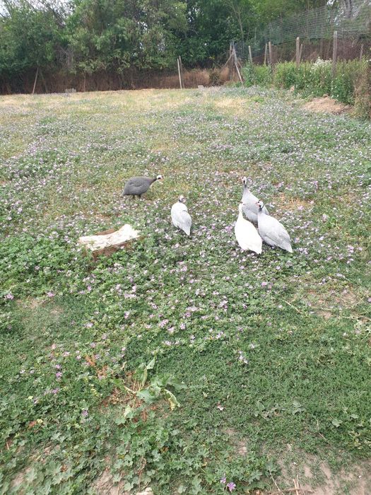 Разплодни яйца  от легбар крем и пекински патици,