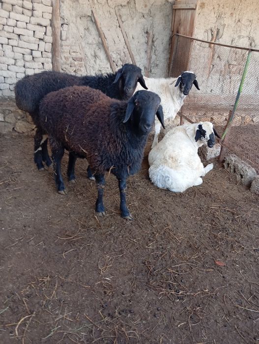 Qochqorlar sotuvda asl zot