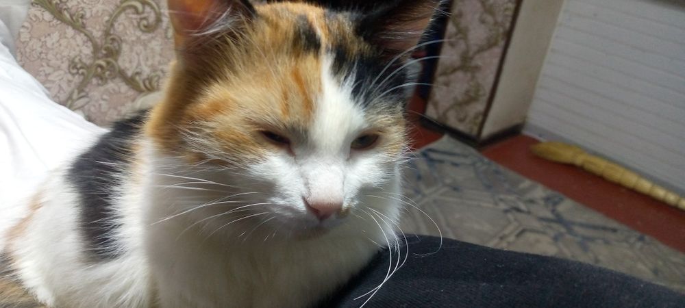 Shu mushukni kim sotvogan bosa tel qisin mangai