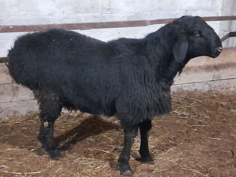 Қошқар қой гиссар едилбай еділбай