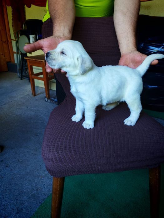 Fetiță Labrador Retriever cu pedigree TIP A  FCI