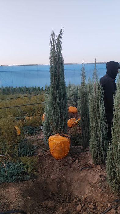 Маживельники блюаро