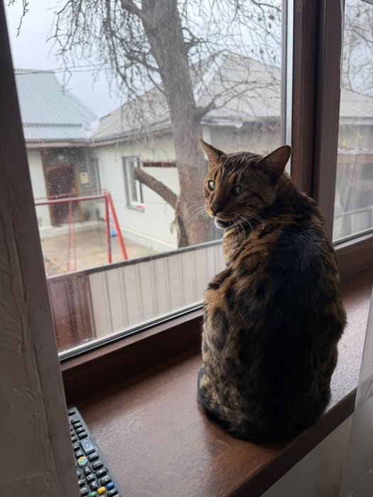 Животные бенгальский кот