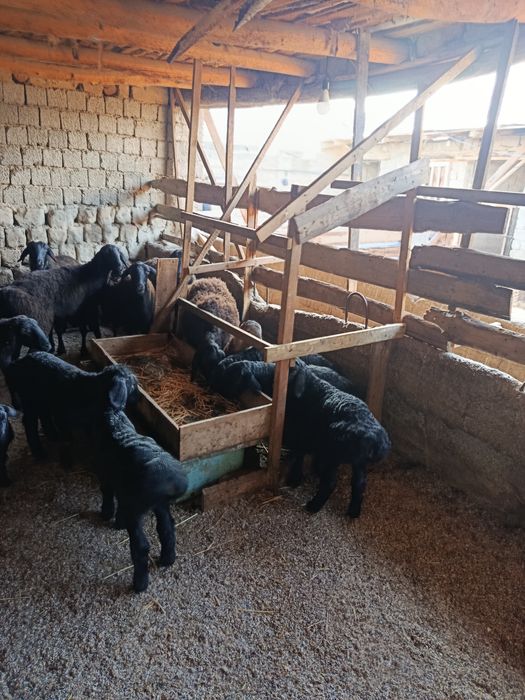 Ona bola qoylar sotiladi