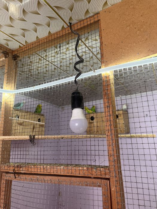 Волнистые попугай