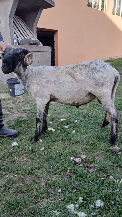 De vânzare berbec țurcan