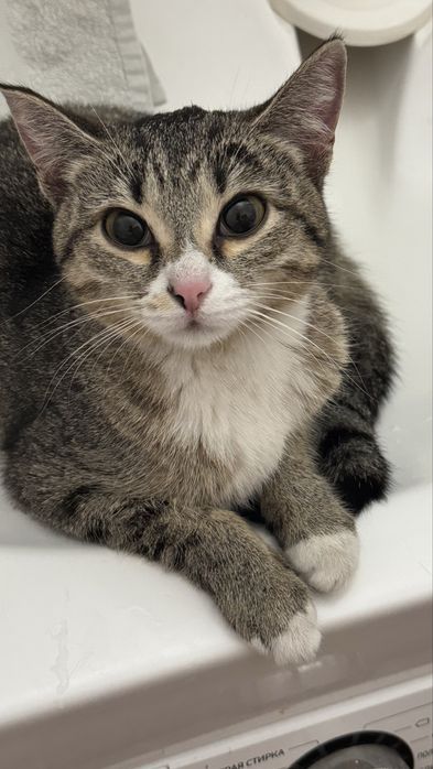 Кошечка ищет дом