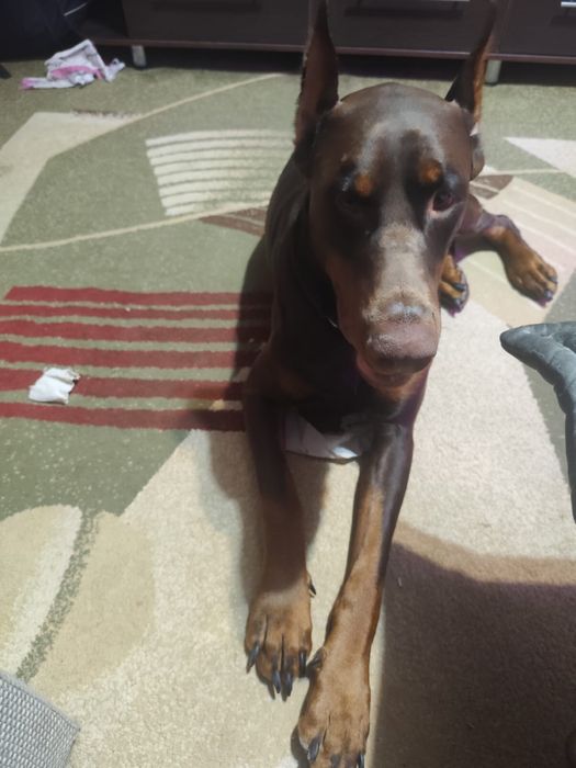 Шенки доберман с родословной